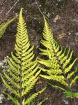 : - Pityrogramma austroamericana