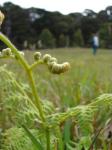 : - Pteridium aquilinum subsp. decompositum