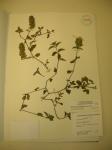 : - Ruellia blechum