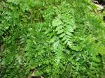 Lederfarn - Rumohra adiantiformis