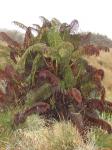 : - Sadleria cyatheoides