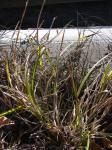 : - Scleria testacea