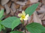 Indische Sandmalve - Sida acuta