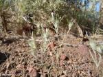 : - Eriastrum wilcoxii