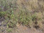 : - Tephrosia purpurea subsp. purpurea