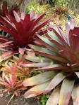 :-Vriesea imperialis
