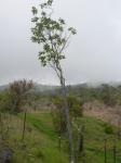 : - Zanthoxylum hawaiiense