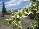 : - Veratrum californicum var. californicum