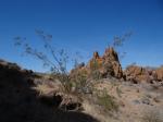 Kreosotbusch - Larrea tridentata