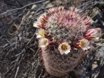 : - Mammillaria dioica