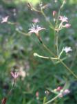 : - Kelloggia galioides