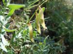 : - Astragalus miser