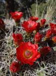 : - Echinocereus triglochidiatus var. mojavensis