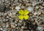 : - Camissoniopsis pallida