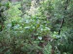 : - Boehmeria grandis
