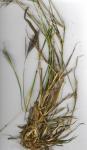 : - Bothriochloa barbinodis