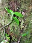 : - Anoectochilus sandvicensis