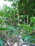 Andiroba - Carapa guianensis
