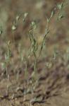 : - Eriastrum sparsiflorum