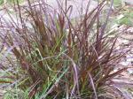 : - Pennisetum advena