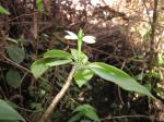 :-Cyrtandra grayi