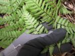 : - Dryopteris sandwicensis