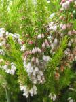 : - Erica lusitanica