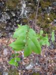 : - Euphorbia multiformis