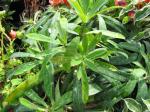 : - Euphorbia punicea