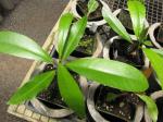 : - Ixora spectabilis