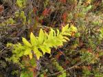 : - Lysimachia remyi