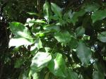 Honigbeere - Melicoccus bijugatus