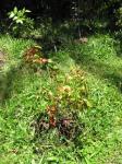 : - Metrosideros waialealae var. fauriei