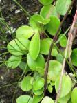 :-Peperomia latifolia