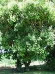 : - Vitex parviflora
