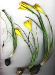 : - Zephyranthes citrina