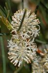 : - Hakea suaveolens
