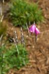 Trichterschwertel - Dierama pulcherrimum