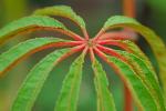 :-Begonia luxurians