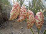 : - Astragalus ceramicus