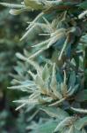 : - Notholithocarpus densiflorus var. densiflorus