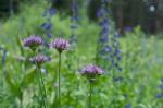 : - Allium validum