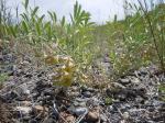 :-Astragalus geyeri