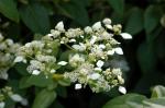 : - Colignonia scandens