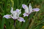 :-Iris douglasiana