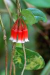 : - Macleania cordifolia
