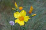 Lindley-Mentzelie - Mentzelia lindleyi
