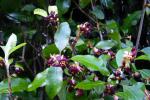 Schmalblättriger Klebsame - Pittosporum tenuifolium