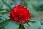 Bärtiger Rhododendron - Rhododendron barbatum