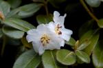 : - Rhododendron leucaspis